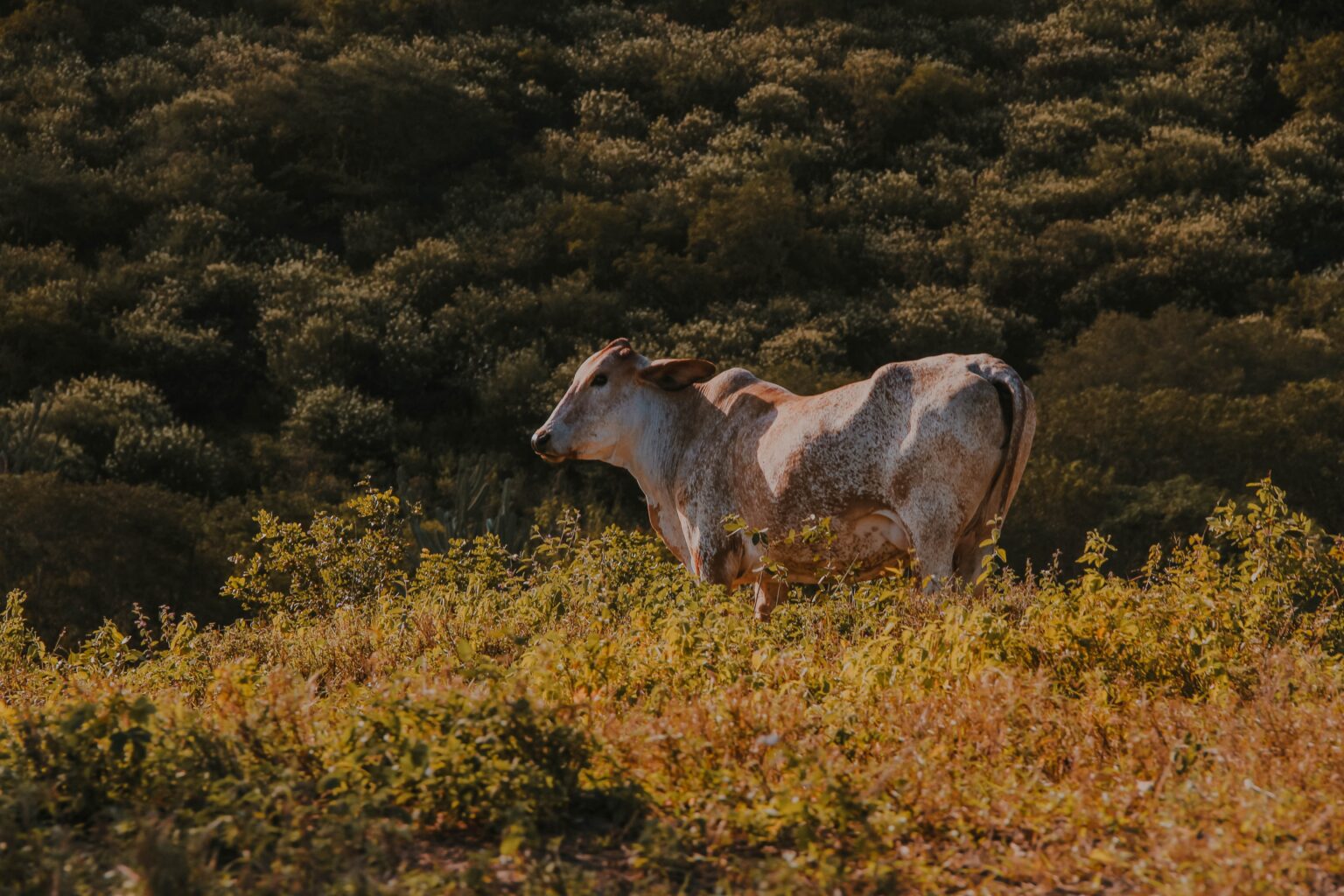 A Fazenda 2024 MUDANÇAS Giro Finanças